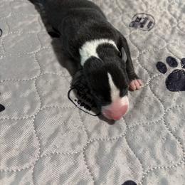 Jaguar - Black male Whippet puppy in Fort Myers, Florida from Rainbow Whippets