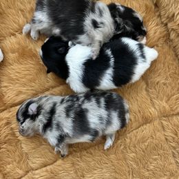 Pomeranian Puppies from Heartlove Poms