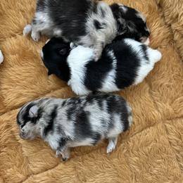 Pomeranian Puppies from Heartlove Poms