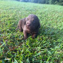 Leon - Chocolate male Labrador Retriever puppy in Carriere, Mississippi from Cajun Water Retrievers