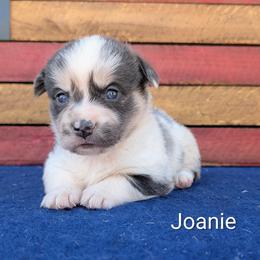 Joanie - Blue merle and white female American Corgi puppy in Shawnee, Oklahoma from Sunray Ranch