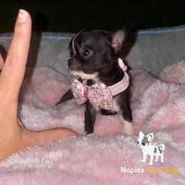Chihuahua Puppies from Naples Tiny Dogs