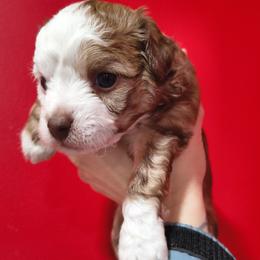 Pearl - White and chocolate female Chinese Crested puppy in Frederick, Maryland from Lovable Cresteds