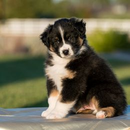 Australian Shepherd Puppies from Navarro Australian Shepherds