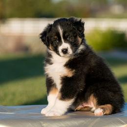 Australian Shepherd Puppies from Navarro Australian Shepherds
