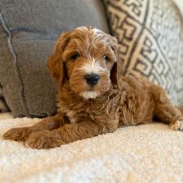 Charlie - Red  male Goldendoodle puppy in Maricopa, Arizona from AZ Designer Goldendoodles