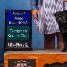 Pugs from K Kennel