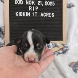 Rip - Black and tan male Pembroke Welsh Corgi puppy in Chariton, Iowa from Kickin It Acres BCs