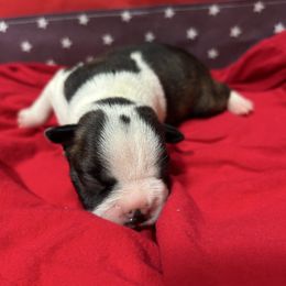 Gunner - Brindle and white male Boston Terrier puppy in Whittemore, Michigan from Woof Pack
