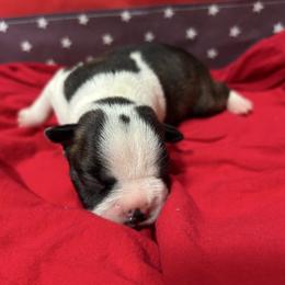 Gunner - Brindle and white male Boston Terrier puppy in Whittemore, Michigan from Woof Pack