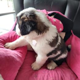 Saint Bernards from Hatch Kennel