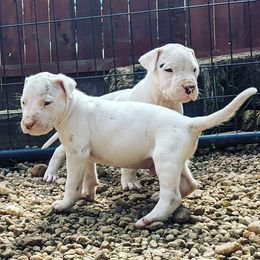 Dogo Argentino Puppies from De la Fuerza de Dios