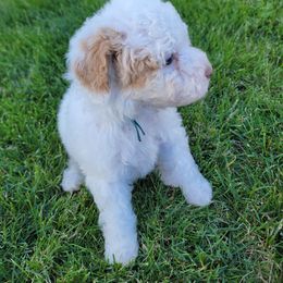 Bernedoodle Puppies from Mt. Rainier Doodle Dogs