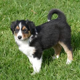 English Shepherd Puppies from Oerly's English Shepherds