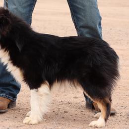 Australian Cattle Dogs, Australian Shepherds, Miniature Australian Shepherds, and Pembroke Welsh Corgis from Soqui Ortiz Cattle Ranch