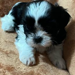 Sophie - Black and white female Shih Tzu puppy in Easley, South Carolina from Full of Shih Tzus