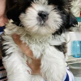 Shih Tzu Puppies from Tiny Bubbles Shih Tzus