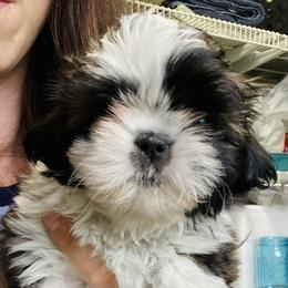 Shih Tzu Puppies from Tiny Bubbles Shih Tzus