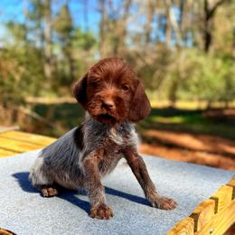 Bayou Beards Boss - Brown and gray male Wirehaired Pointing Griffon puppy in Shelbyville, Texas from AndersonK9Kennels Bayou Beards