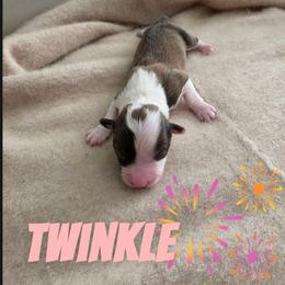 Twinkle - White and red female Pembroke Welsh Corgi puppy in Indianapolis, Indiana from Mk’s Corgis
