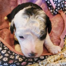 Milly - Black and white female Sheepadoodle puppy in Bellevue, Iowa from Fluffy Wonders Poms and Doodles