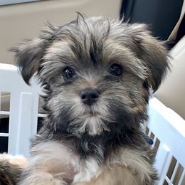 Havanese Puppies from Golden Glen Havanese