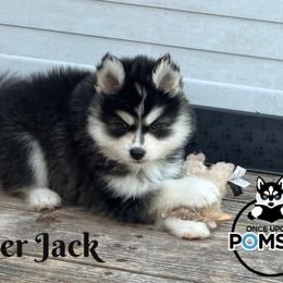 Pepper Jack - Black and white male Pomsky puppy in Eastman, Georgia from Once Upon A Pomsky