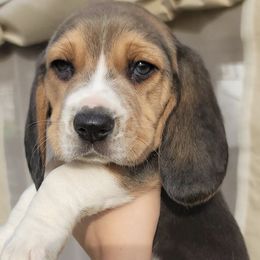 Beagles from Vega Valley Beagles