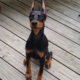 Doberman Pinscher and Labrador Retriever Puppies from Mississippi K9 Kennel