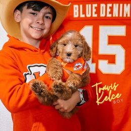 Travis Kelce - Red male Australian Labradoodle puppy in Valley Springs, California from Blue Denim Doodles
