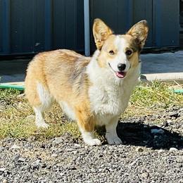 Wiley - Pembroke Welsh Corgi