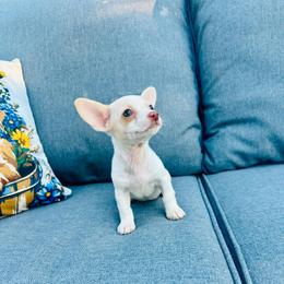Little Milkshake - Cream and white female Chihuahua puppy in Alvord, Texas from Gift of Gods Favor