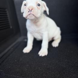 Boy 2 - White male Boxer puppy in Prestonsburg, Kentucky from Bre’s Boxers