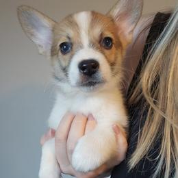 Winnie - White and red female Pembroke Welsh Corgi puppy in Tomball, Texas from Larsen Loved Corgis