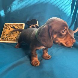 ChocoDog - Chocolate and tan female Dachshund puppy in Park Hills, Missouri from Sugar Pop Dachshunds