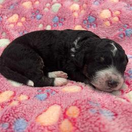 Poppy - Black and white female Aussiedoodle puppy in Nottingham, Pennsylvania from Nottingham Aussiedoodles