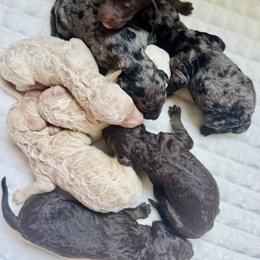 Goldendoodle and Poodle Puppies from Florida Coast Golden Doodles