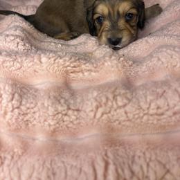 Eleanor - Red female Dachshund puppy in Richwood, West Virginia from Wild and Wonderful Wieners