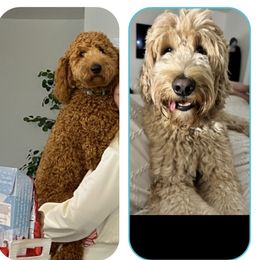 Goldendoodle All Grown Up from Sunshine Doodles