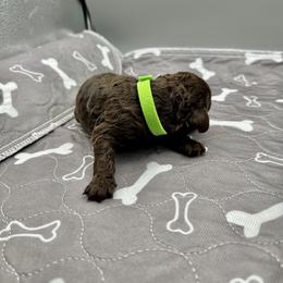 Boy 6 - male Barbet puppy in New Bedford, Massachusetts from Barbie's Barbets