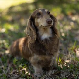 Riley - Dachshund
