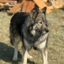 Nvschi Hvmma - Native American Indian Dog