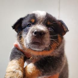 Full mask - Blue speckled male Australian Cattle Dog puppy in Lenoir, North Carolina from Blue Coyote Ranch