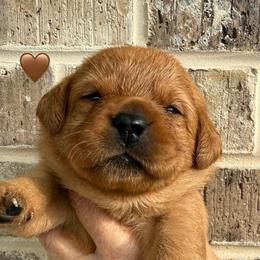 Brown collar - Yellow female Labrador Retriever puppy in Clinton, Tennessee from Summer Rose
