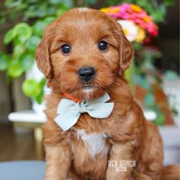 Rocket - Red  male Goldendoodle puppy in Salado, Texas from Red Ranch Dogs