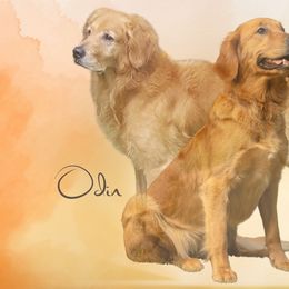 Golden Retrievers and Labrador Retrievers from Rucker Retrievers