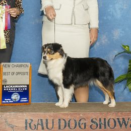 May - Miniature American Shepherd