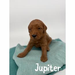 Jupiter - Red  female Goldendoodle puppy in Smithfield, Kentucky from KBK9 Kennels