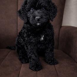 Howard - Black male Goldendoodle puppy in Humble, Texas from Simply Dane Doodles