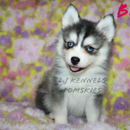 Bluey - Black and white female Pomsky puppy in Centerville, Iowa from LJ Kennels Pomskies, LLC